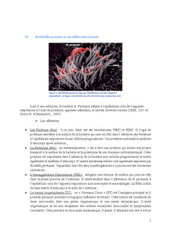 Contribution à l'optimisation de la méthode "eLISA"
