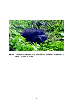 Les Gorilles de Grauer