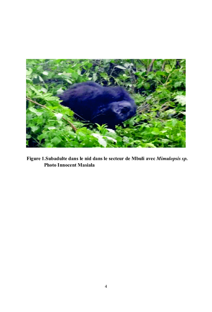 Les Gorilles de Grauer