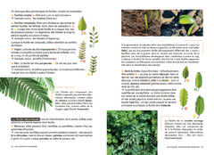 Les carnets du scarabée - Fleurs sauvages