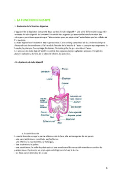 Aider le corps à assimiler les nutriments