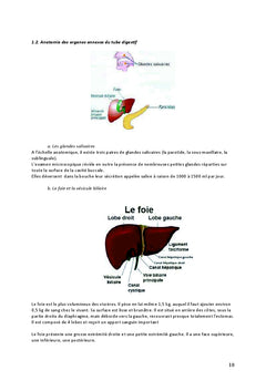 Aider le corps à assimiler les nutriments