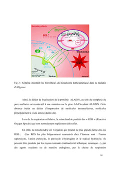 Manifestations neurologiques au cours du syndrome triple A