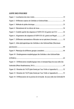 Phylogenie, morphologie et systematique des Gobiiformes