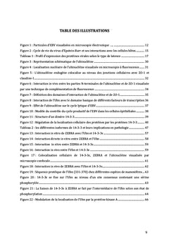 Interactions entre EBV et sa cellule hôte
