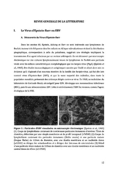 Interactions entre EBV et sa cellule hôte