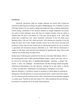 Monoxenic Culture of AM fungus Glomus clarum
