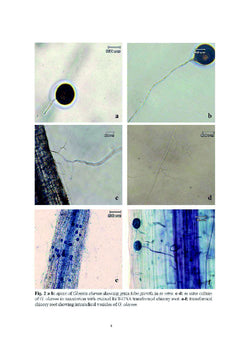Monoxenic Culture of AM fungus Glomus clarum