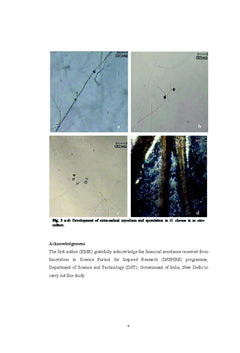 Monoxenic Culture of AM fungus Glomus clarum