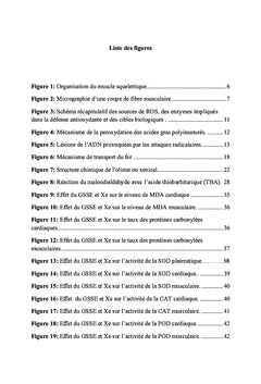 Obésité et stress oxydatif musculaire