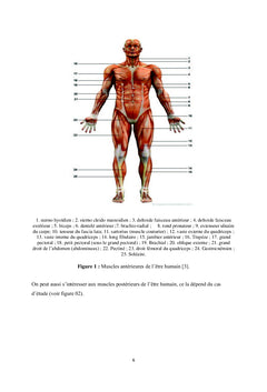 Fatigue musculaire : Acquisition & analyse