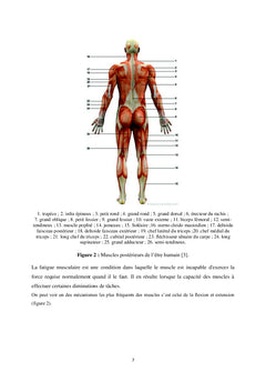 Fatigue musculaire : Acquisition & analyse