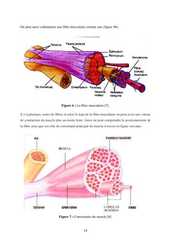 Fatigue musculaire : Acquisition & analyse