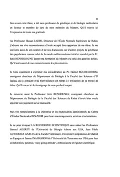 Outarde Houbara
