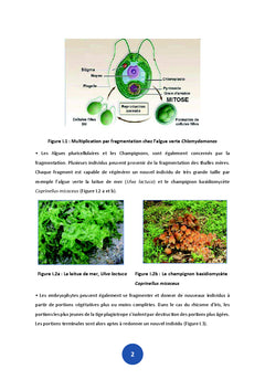 Biologie de la reproduction vegetale