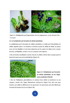 Biologie de la reproduction vegetale