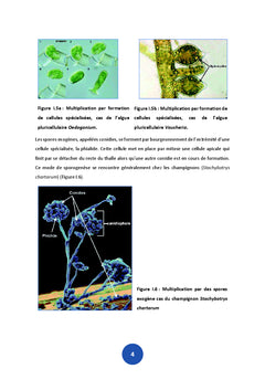 Biologie de la reproduction vegetale