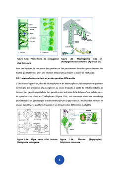 Biologie de la reproduction vegetale