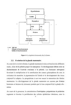 Cancer du sein: vu par un geneticien