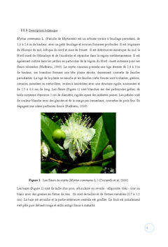 Effet de jus de myrte sur l'obesite nutritionnellement induite