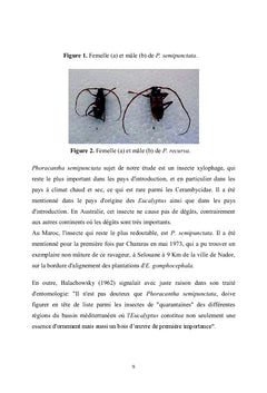 Comportement des Eucalyptus aux attaques de Phoracantha semipunctata