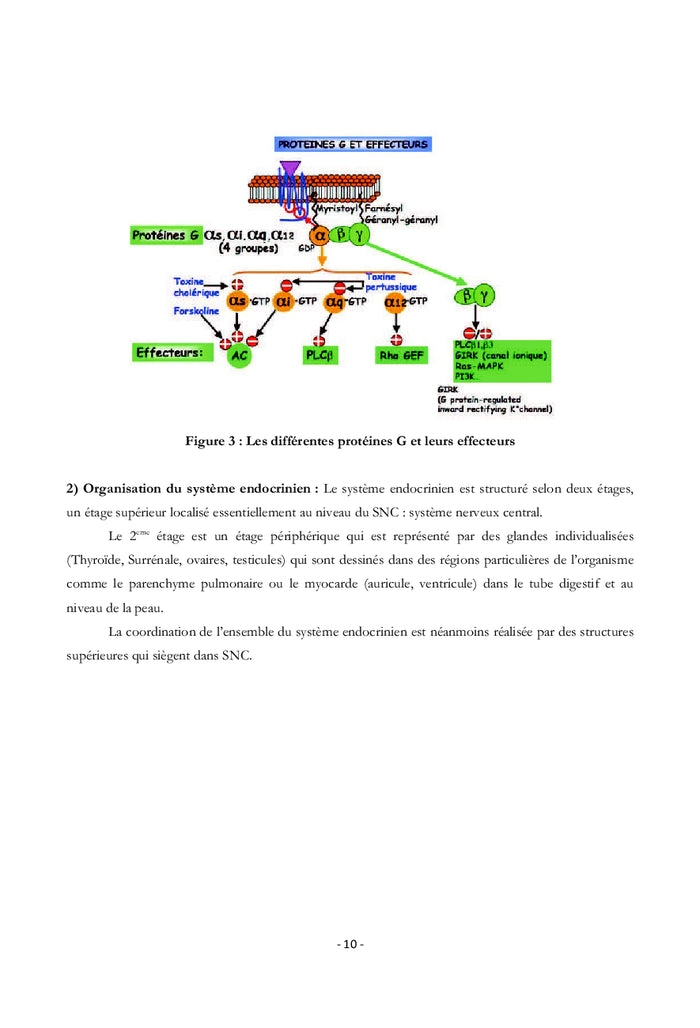 Les Hormones "Physiologie et Régulation"