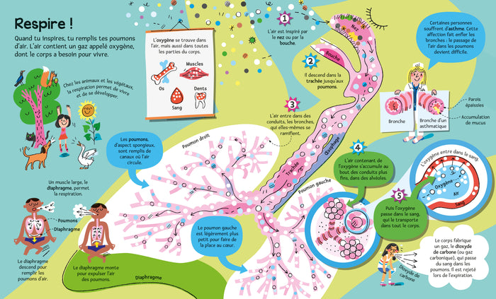 Mon grand livre du corps humain