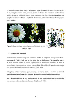 Effet gastroprotecteur de la camomille: etude ethnopharmacologique