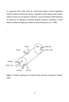 La contrainte hydrique