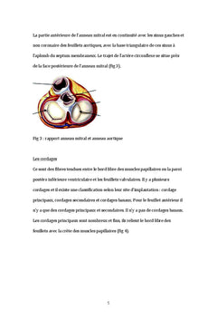 Comparaison de la voie de Guiraudon et du sillon de Sondergaard