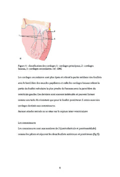 Comparaison de la voie de Guiraudon et du sillon de Sondergaard