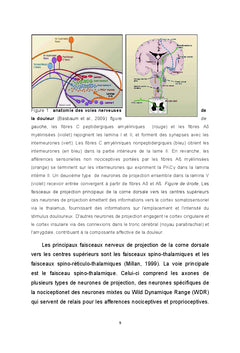 Role des canaux potassiques de fond TReK dans la nociception