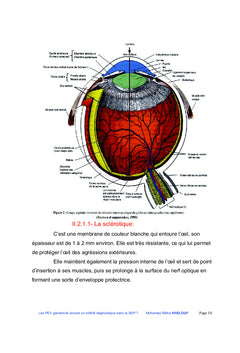 Les potentiels evoques visuels