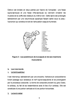 Les fractures fraîches de la scapula