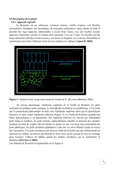 L'étude pharmacologiques (effet anti-inflammatoire et hypoglycémiant)