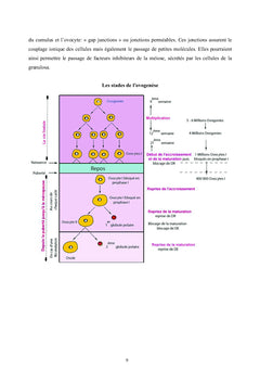 Endocrinologie de la reproduction des mammifères