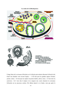 Endocrinologie de la reproduction des mammifères