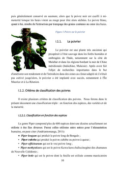 Évaluation des caractéristiques morphologiques du poivre de Penja au Cameroun