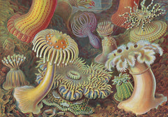 L’art et la science de Ernst Haeckel