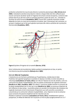 Mammites chez les brebis
