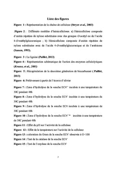 Etude des cellulases chez une bacterie isolee d'ecorce de l'olivier