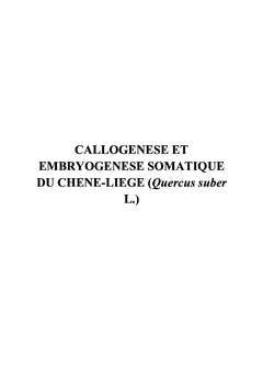 Callogenese et embryogenese Somatique du Chène-liège Quercus suber L.
