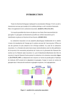 Effet de l'électro-stimulation et l'immobilisation musculaire