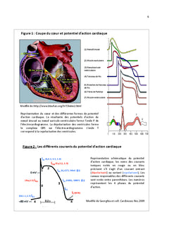 Le complexe du canal sodique cardiaque Nav1.5
