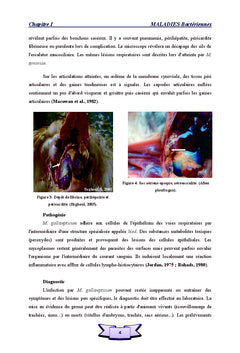 Dominantes pathologiques des volailles