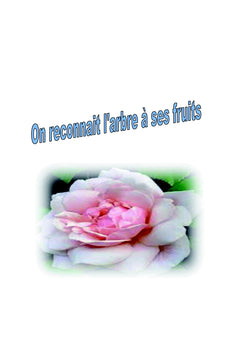 Adaptation des semis de Pin pignon au stress combiné hydrique et thermique