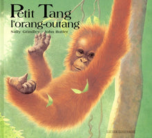 Petit Tang, l'orang-outang