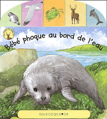Bébé phoque au bord de l'eau