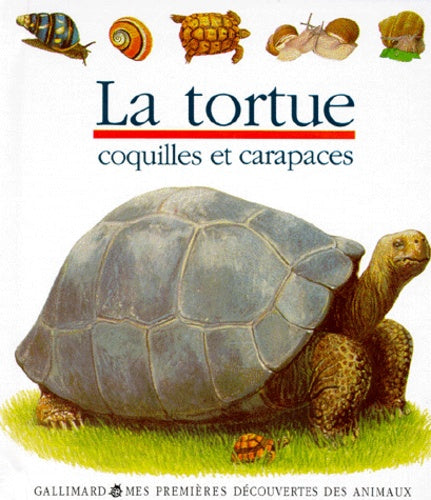 La tortue