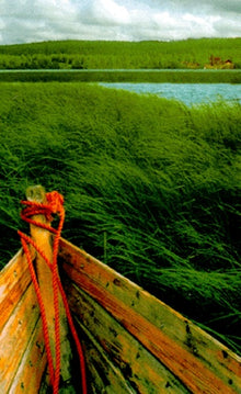 La forêt des renards perdus